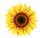 Sonnenblume